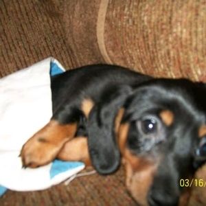 Meet your Posher, Ronald